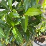 Ardisia crenata List