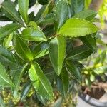 Ardisia crenata Blad