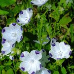 Nemophila maculata Flower
