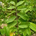 Hemiptelea davidii Leaf