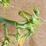 Euphorbia agowensis