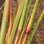 Schizachyrium scoparium Frucht