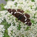 Heracleum sibiricum Kvet