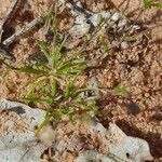 Sagina apetala Leaf