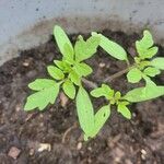 Solanum pimpinellifolium Blad