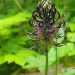 Phyteuma ovatum 花
