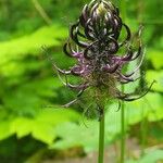 Phyteuma ovatum Flower