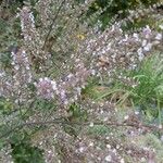 Nepeta argolicaFlower