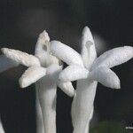 Psychotria calorhamnus Feuille