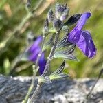 Salvia chamaedryoides Flor