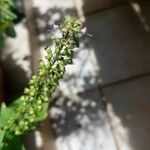 Ocimum carnosum Floare