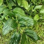 Strobilanthes hamiltoniana List