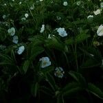 Fragaria viridis Floare