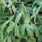Schlumbergera bridgesii Fulla
