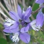 Polygala calcarea Flower