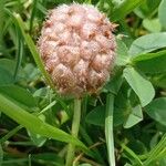 Trifolium fragiferum Плід