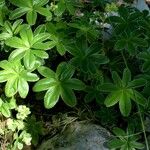 Alchemilla alpigena Leaf