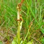 Botrychium simplex Habit