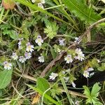 Euphrasia officinalis Хабит