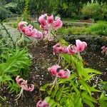 Lilium speciosum Fleur