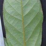 Desmopsis oerstedii Otro