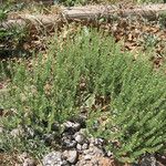 Lepidium oblongum Habitus