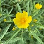 Ludwigia peploides Flower