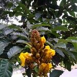 Markhamia lutea പുഷ്പം