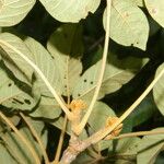 Handroanthus chrysanthus 叶