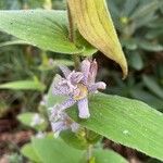 Tricyrtis maculata Flower