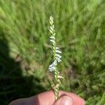 Spiranthes lacera Bloem