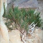 Ephedra viridis ശീലം