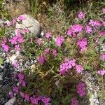 Saponaria calabrica Flower