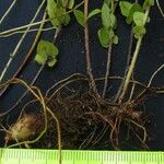 Nephrolepis undulata Sonstige
