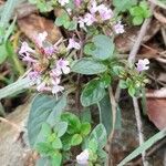 Thymus pulegioides Хабит