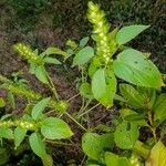 Agastache nepetoidesBlad