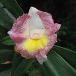 Costus afer Fiore