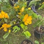 Senna pendula Flor