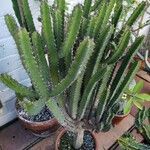 Euphorbia petraea Хабит