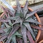Gasteria ellaphieae Yaprak