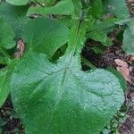 Lactuca alpina Blad