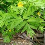 Paeonia ludlowii Yaprak