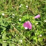 Malva alceaFlower