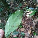 Aniba citrifolia Yaprak