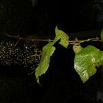 Vitis tiliifolia List