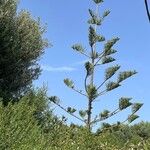 Araucaria heterophylla Leaf