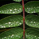 Sorbus americana Blatt