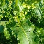 Rumex confertus Blatt