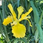 Iris orientalis फूल