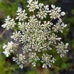 Daucus carotaFiore